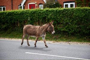 Our Resident Beaulieu Donkeys
