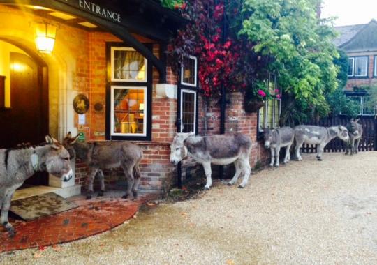 Stop Horseing Around! - The Naughty Animals of The New Forest &#124; Montagu Arms